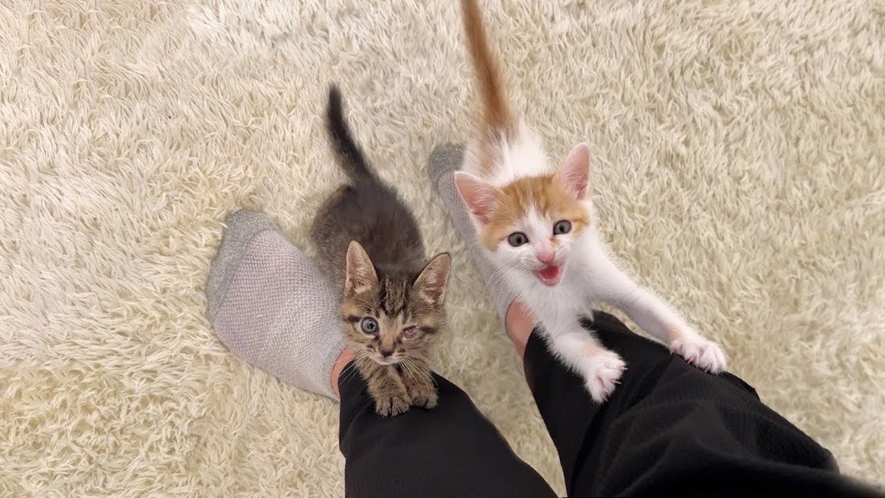 帰宅するとニャーニャー鳴きながら大喜びで出迎えてくれる子猫たちが