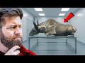 5 More Prehistoric Animals Found Frozen In Ice 