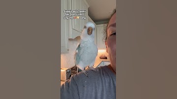 Bacon pancakes give me happy feet too #quakerparrot #bird #parrot #rescue #pets #animals