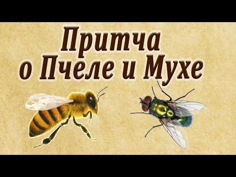 Муха и пчела (притча)