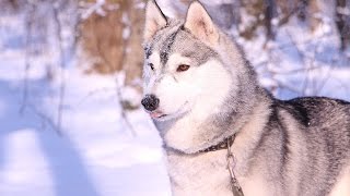 Щенки Хаски онлайн Husky puppies Live Щенки Хаски онлайн Husky puppies Live