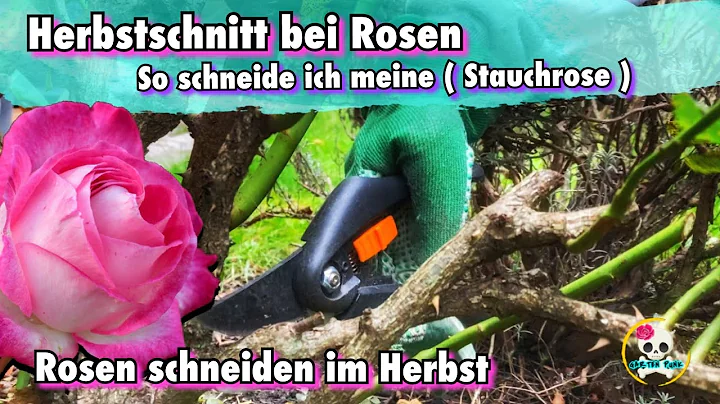 Rosen schneiden / Herbstschnitt bei Rosen |So schn...