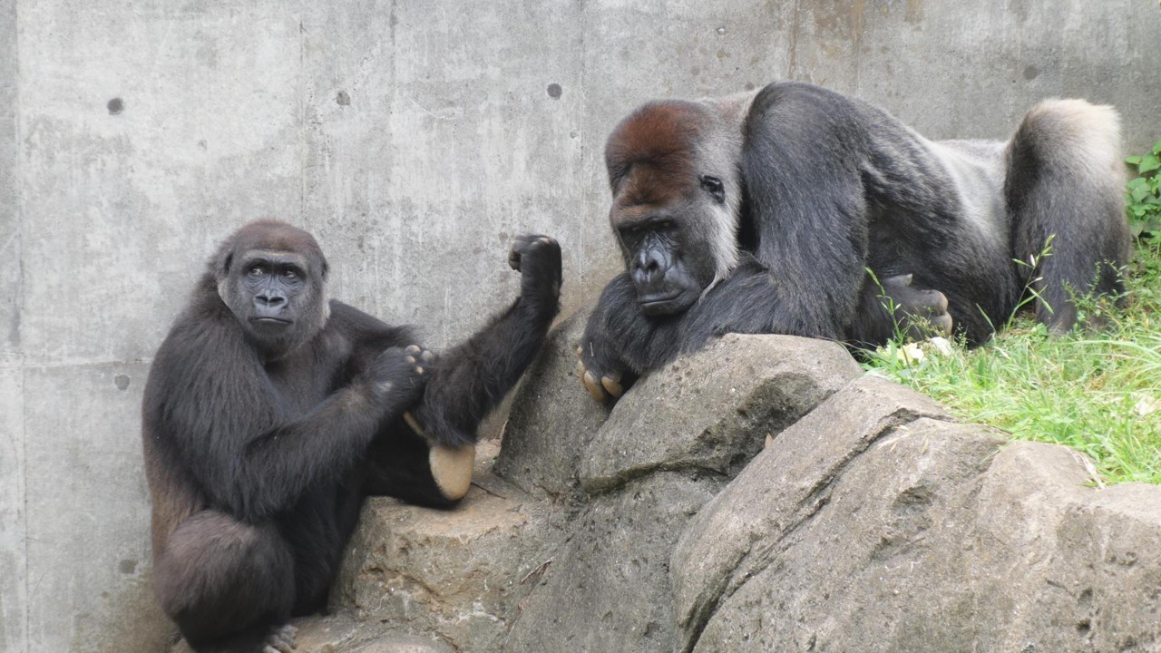 2026SUMMERSALE中ドグラ　アニマル&ゴットNO.2 The strange distance between Momoka and Monta Chiba City Zoo