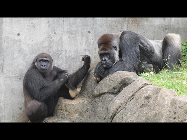 The strange distance between Momoka and Monta Chiba City Zoo