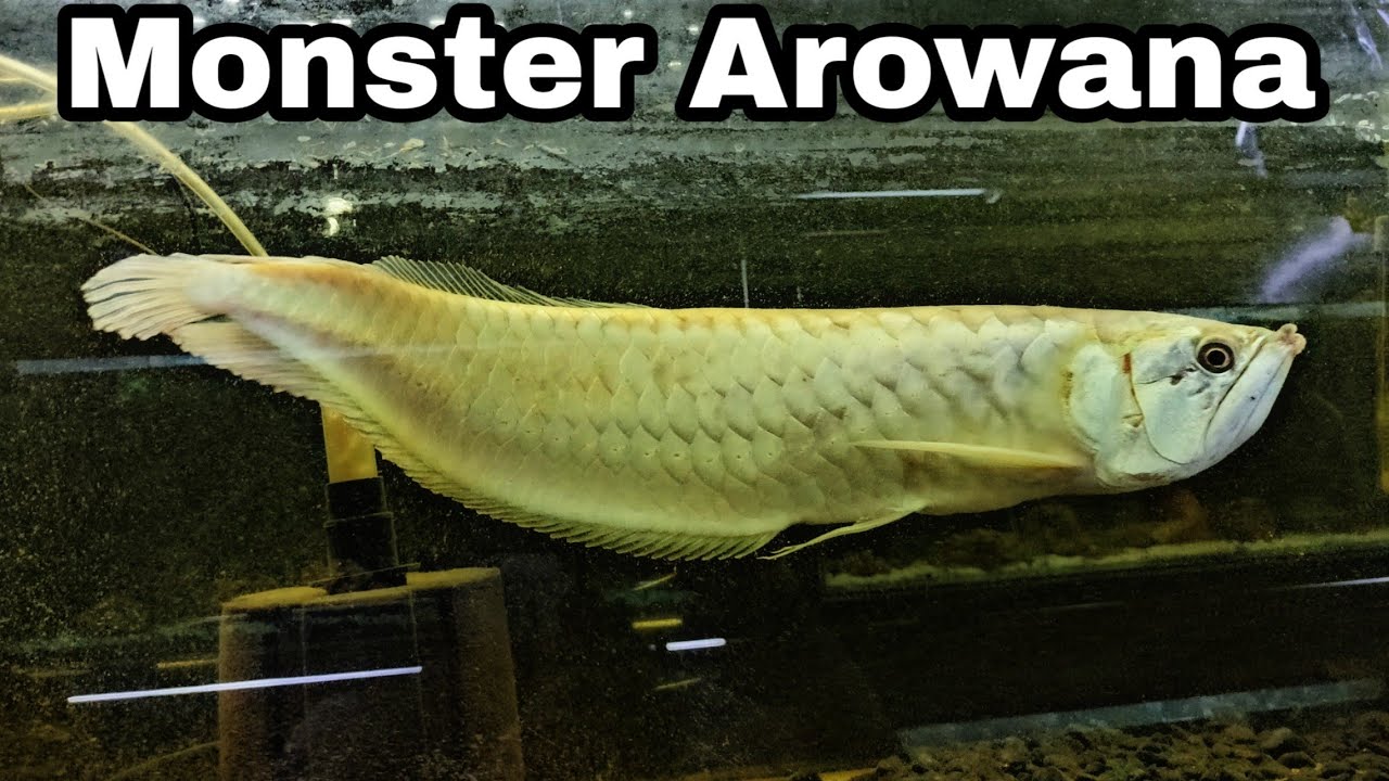  Giant  Arowana  At Water Queen Aquarium Shop Delhi Big 