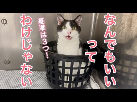 この２つで問題解決能力が僕はついたよ！猫目ルチルたんとタイチンルチル編んだよ！ 猫も歩けば文豪にあたる 東山泰子(著) - 双葉社 | 版元ドットコム