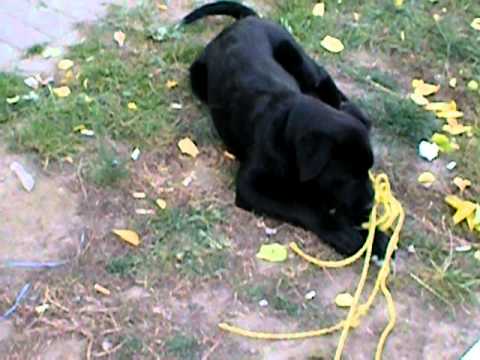 australian shepherd and german shepherd mix german australian shepherd info temperament care puppies pictures australian shepherd and german shepherd mix german australian shepherd info temperament care puppies pictures