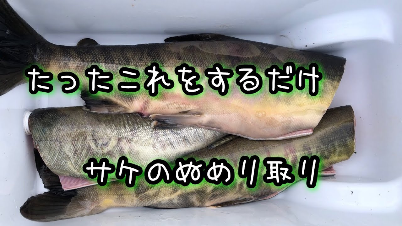 北海道石狩市浜益川で釣ったサケ ぬめり取りのやり方 Youtube