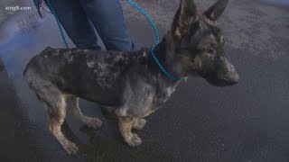 Deputy finds dog missing for months