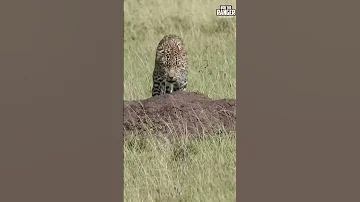 Cheetah Vs Leopard Wildlife Giveityourbestshort ShortsAfrica 