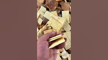 Recycling EXPIRED FOOD ♻️ #facts #expired #food #foodsafety #machine #foodproduction #interesting