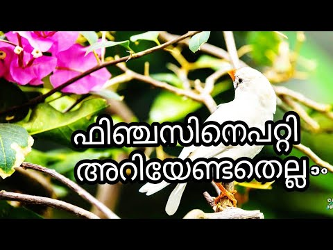 All About Finches Bird Breeding Malayalam - YouTube