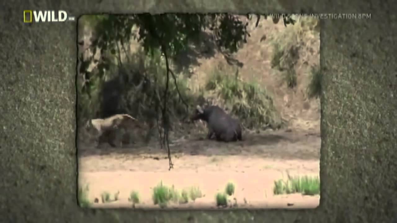 Слон спас буйвола от льва
