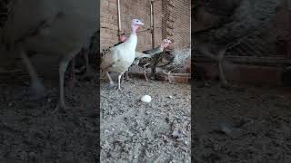 Turkey Flock Goes Wild! Synchronized Gobbling Caught on Camera