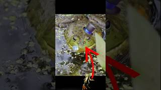 Bull Frog Croaking Like a Beast 🐸💥 Real Sound You Gotta Hear! #bullfrog #wildlife #funnyanimals