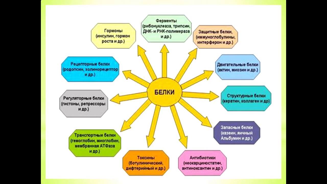 Каковы функции белка в организме