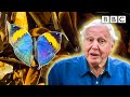 David Attenborough meets some very clever insects 🐞🦋 BBC
