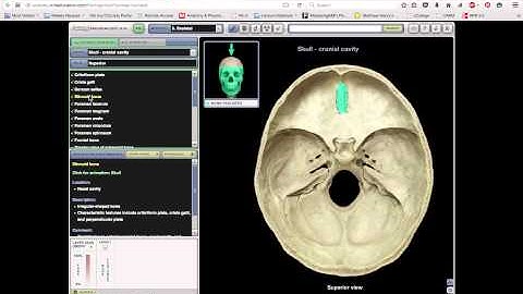 Pre-Lab Video: Axial Skeleton