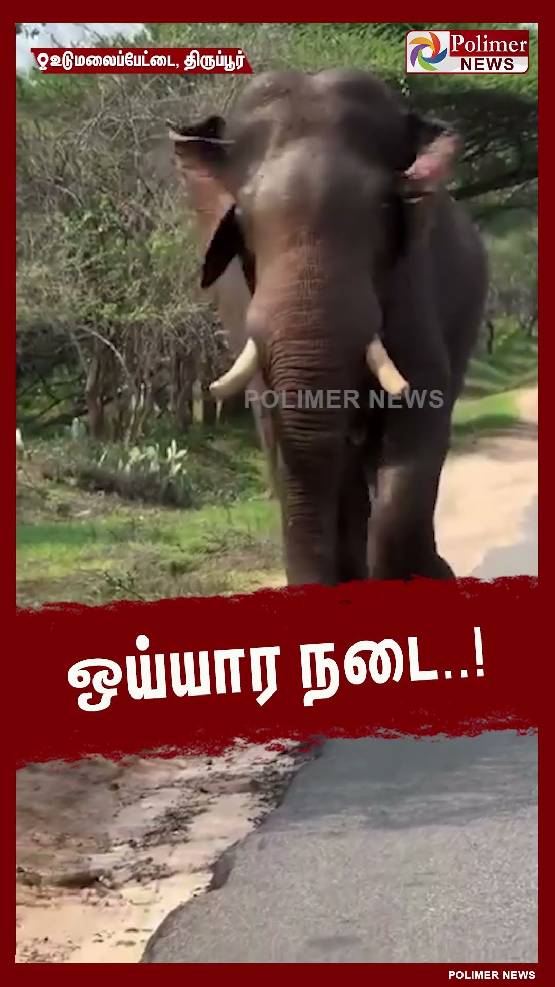 ஆபத்தை உணராமல் காட்டு யானையை வீடியோ எடுக்கும் வாகன ஓட்டி.. #shorts | #elephant