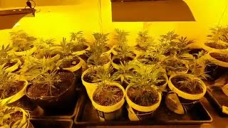 Cuatro detenidos por una plantación de marihuana en Ourol
