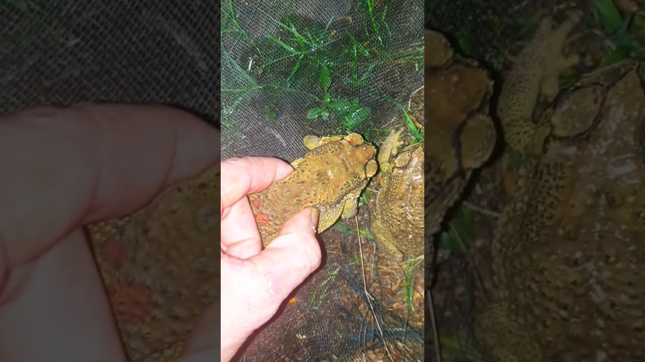 catching frogs at night 