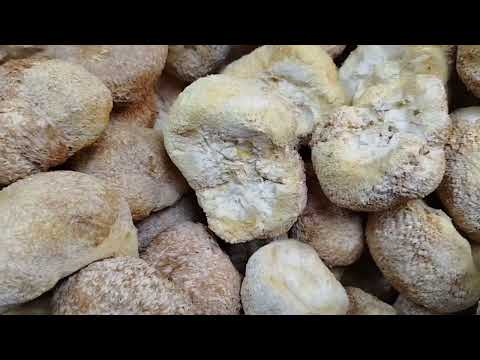 Гриб Їжовик Гребінчастий сушений ГУРТ, видео 2