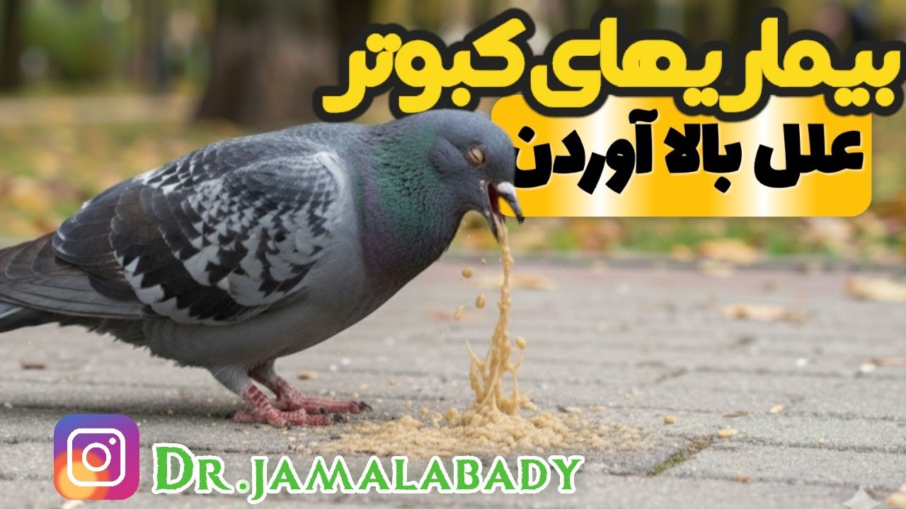 علل بالا آوردن و پیشگیری همراه با دکتر جمال‌آبادی، Regurgitation in pigeons