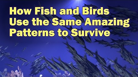 Nature is Lit - Why Fish and Birds Flock Together
