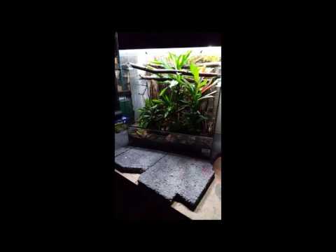 Green tree python natural vivarium