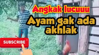 Kompilasi video lucu untuk hiburan Kompilasi video lucu😂// ayam gak ada akhlak//ngakak habis