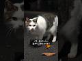 飼い主に捨てられた猫を救え、過酷な生活を変えるためにできること