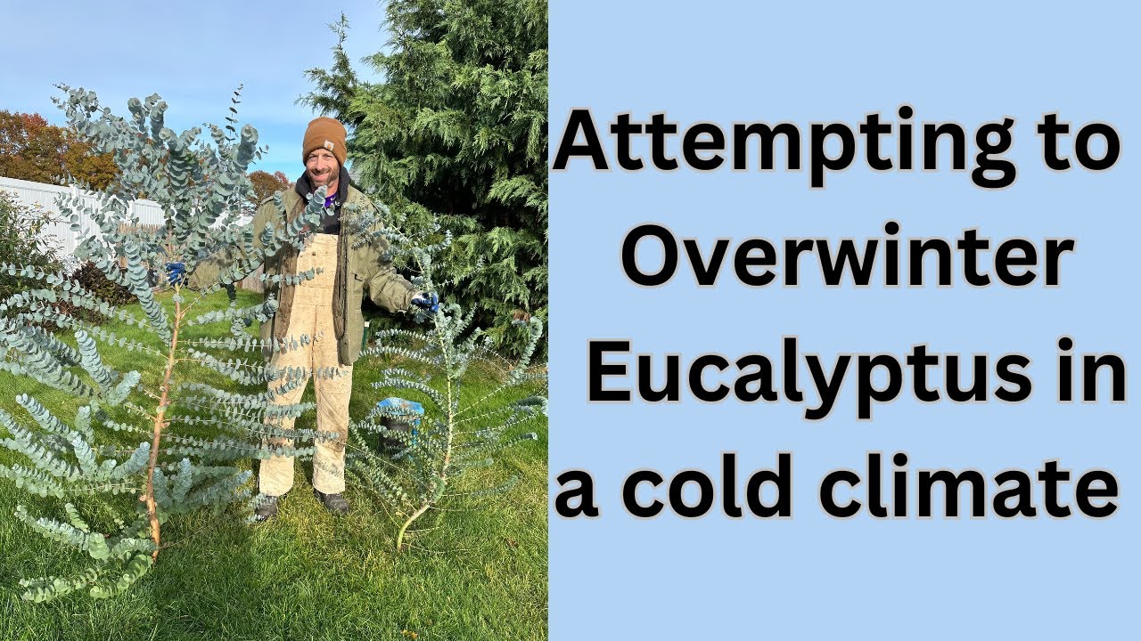 trying-to-overwinter-eucalyptus-in-cold-winter-areas-youtube