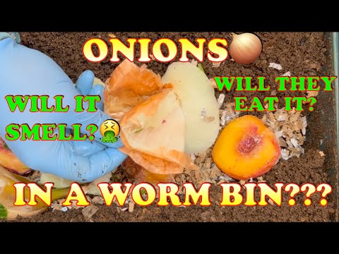 Should You Put Onions In A Worm Bin? | Vermicompost Worm Farm hqdefault