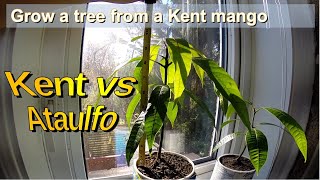Grow a mango tree from a Kent mango seed (3 months)