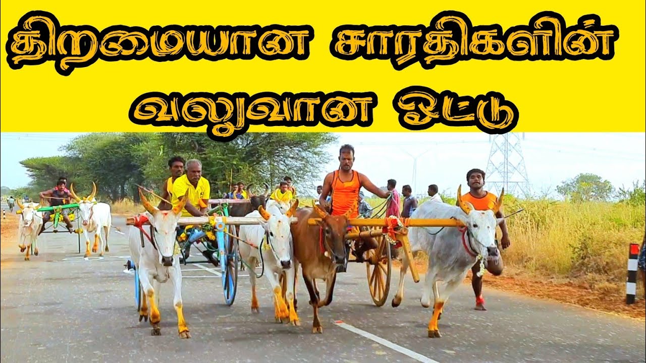 புதியம்புத்தூர் பந்தயம் தூத்துக்குடி மாவட்டம் 03-03-2024
