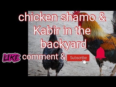 #Native,#Chicken,#Shamo-Basilan , Kabir in The l Buckyard