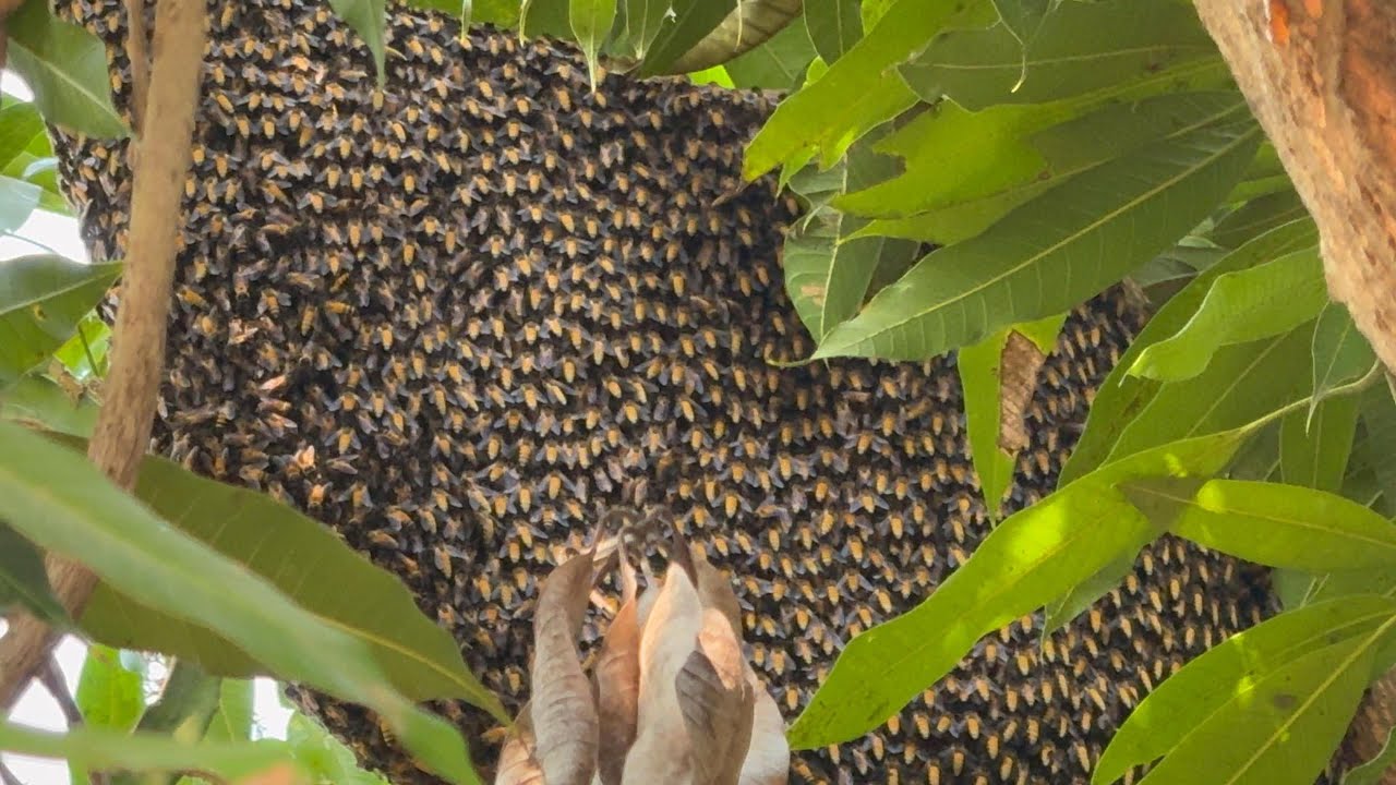 ช่วงนี้ผึ้งที่ตีในบ้านน้ำหวานจะดีกว่านอกพื้นที่  |  พรานหมึก คนตีผึ้ง