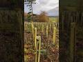 Day 2 finished up the beat-up and planted some already staked out land! #treeplantinguk