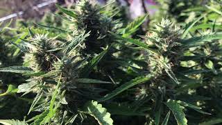 Outdoor medical grow: 9/2/2017 🔥🔥🔥🌞🌞🌞
