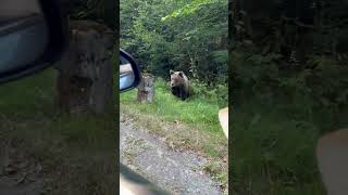 Bear Getting Free Snacks by the Side of the Road