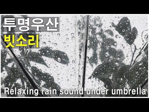 투명우산 빗소리