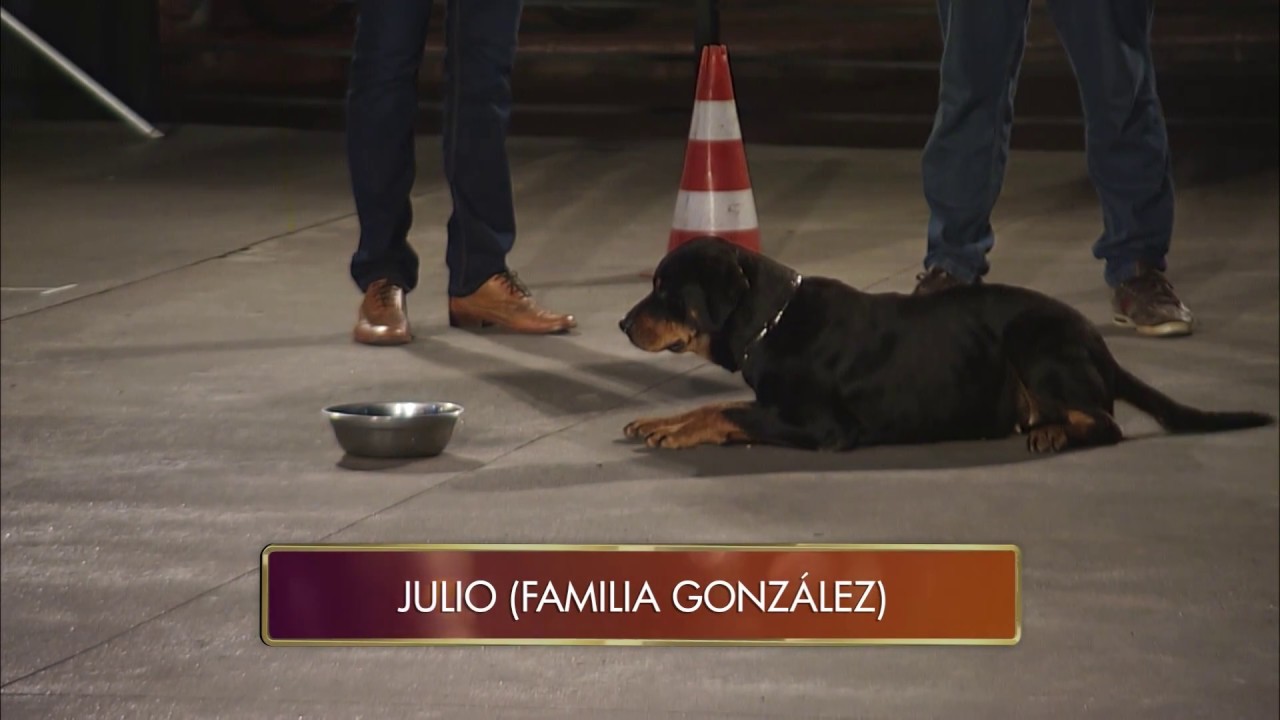 Julio de la familia González nos presentó adiestramiento canino- #LoMejordelaFamilia upload image