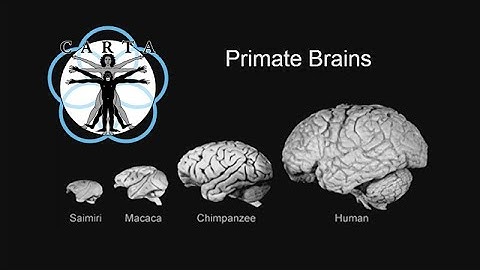 CARTA 10th Anniversary Symposium: Perlmutter, Sejnowski, Varki