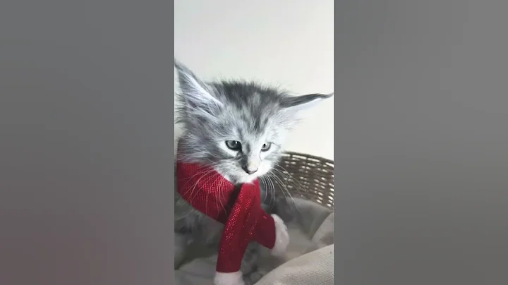 Watch the video about Sweet Black Silver Maine Coon Boy, getting ready for his new home