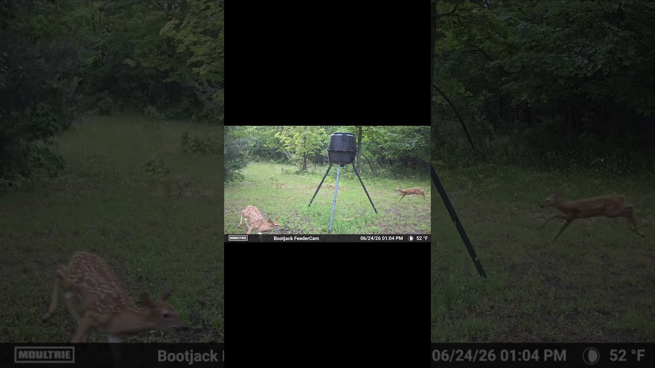 Fawn zoomies! #deer #trailcam #nature