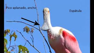 Los picos de las aves argentinas 2º parte 2018