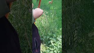 3dTraining #primitive #archery #selfbow #Primitivbogen #Osage Orange #Bogensport