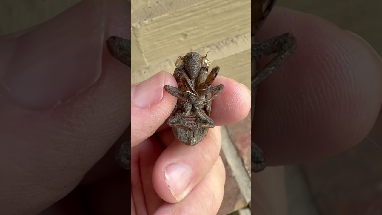 Prehistoric Looking Cicada Carapace Found / EaT Daily 20 