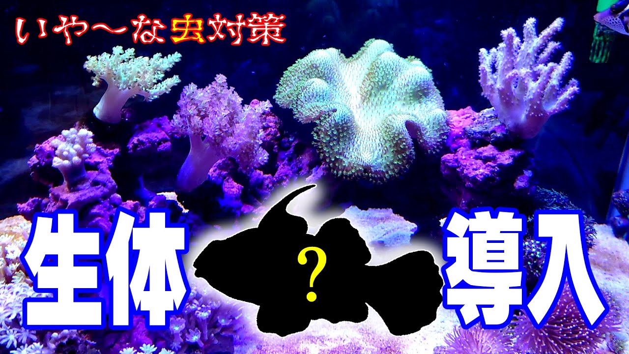 #9【海水水槽🔰】ウズマキゴカイ対策に新たにお魚さんを導入します