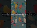 Sleeping birds official new trending preview lofi to sleeprelax lofi lofimusic music sleep